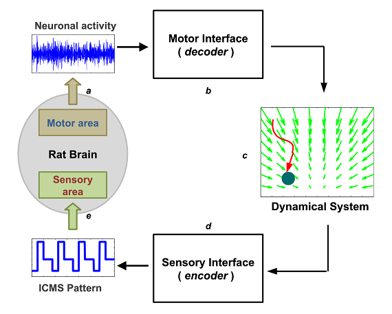 The dynamic shaping characterizing a dBMI