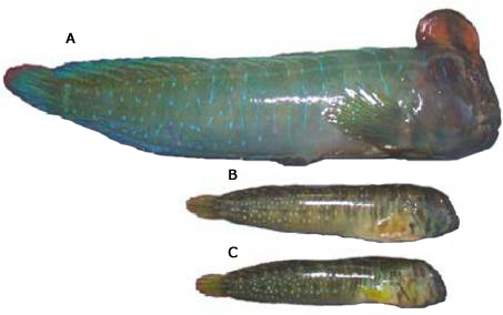 Salaria pavo main morphotypes